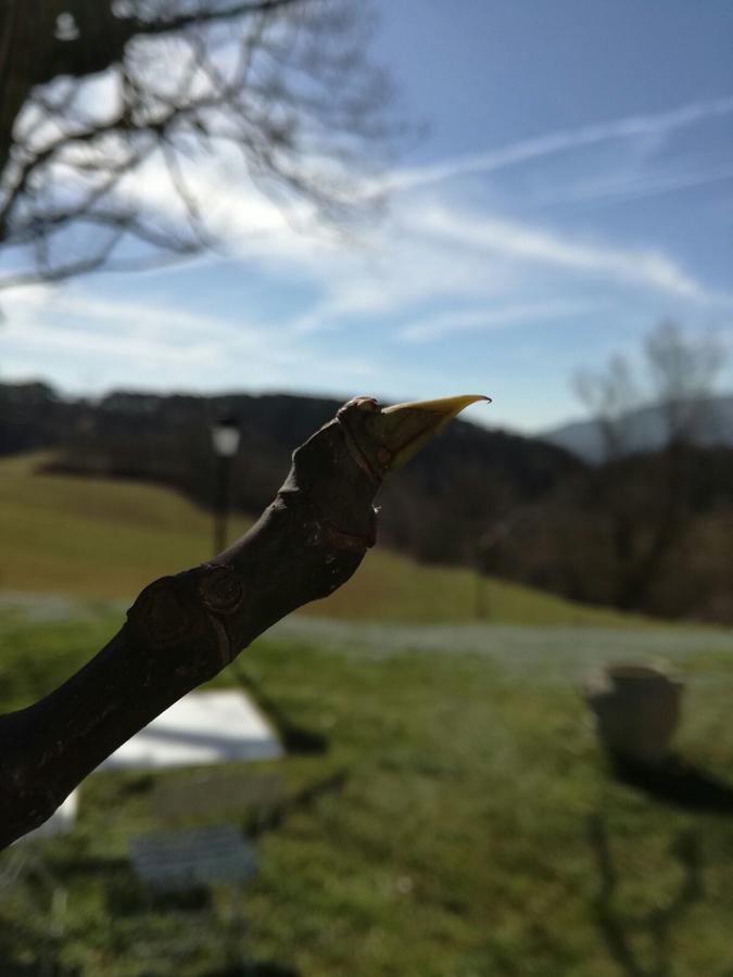 Il Vignolino Pension Barberino di Mugello Buitenkant foto